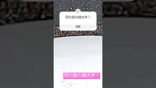 何の鳥の鳴き声？