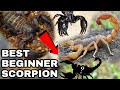 The Best Beginner Scorpion Species Pet Scorpions