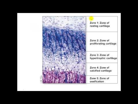 Bone Growth and Remodeling: Appositional and Interstitial Growth