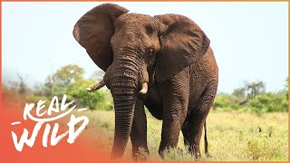 The Sacred Elephant And Camel - Their Spiritual Meaning | Amazing Animals | Wild Things Documentary