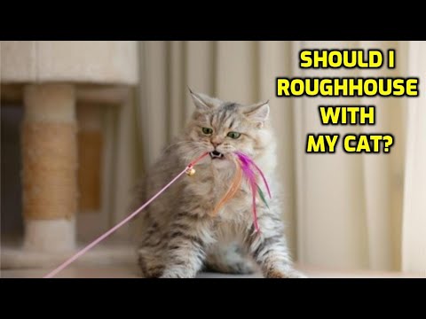 My Cat Wants To Play Rough (Why You Must NEVER Do So!)