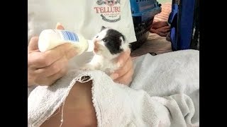 How I Bottle Feed The 3 Week Old Kittens