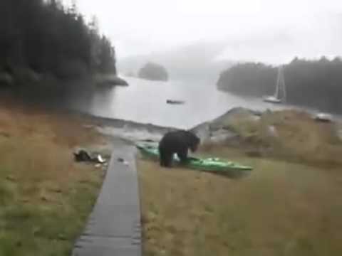 Bear eats woman's kayak