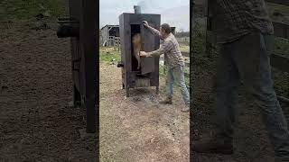 🧸 Lindo Cacto Dançante de Pelúcia Mexicana   Brinquedo de Pelúcia Elétrico