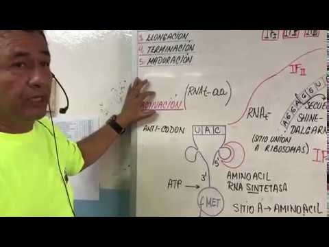 RNA TRANSLATION IN PROKARYOTES - PROTEIN SYNTHESIS - CENTRAL DOGMA OF BIOLOGY