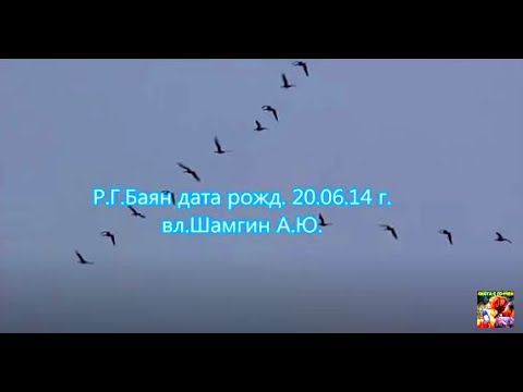 Р Г Баян вл.Шамгин А.Ю.