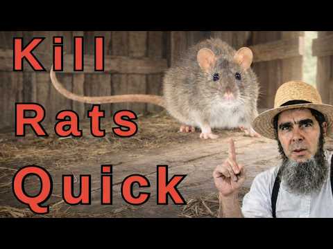 RATS GONE FOR $2... The Secret AMISH WAY (100% Effective)