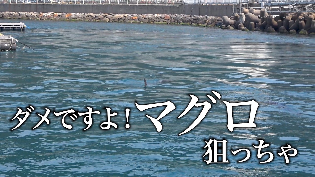福井県でクロマグロに翻弄された2日間のカットシーン。