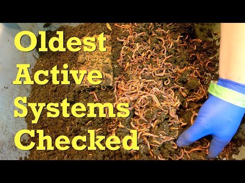 Day 10 for foraging in oldest active worm bins - vermicompost