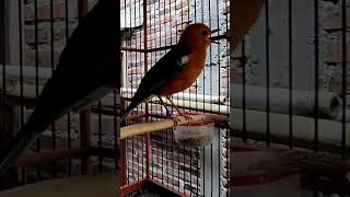 Download lagu SUARA ANIS MERAH GACOR mp3