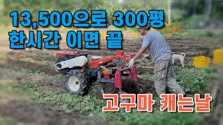 13,500원 으로 한시간안에 300평 고구마밭 기초 캐는 작업 끝낼수 있을까?