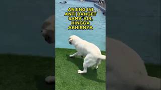 Download lagu This Dog Is Waterproof, But Look What His Owner Did 🐶💦 #shorts #dog mp3