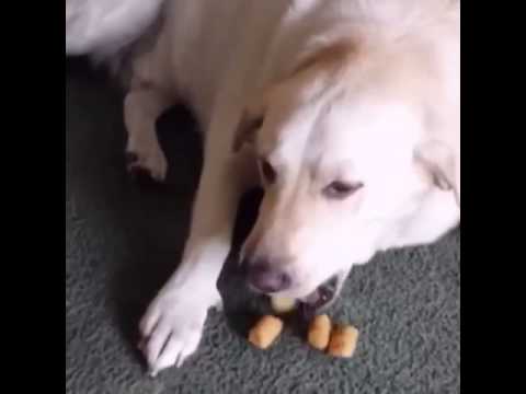 Dog Knows Where The Tater Tots Are Hiding