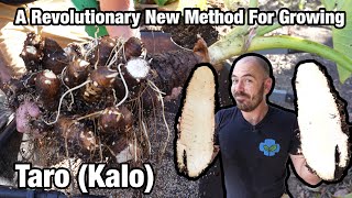 A Revolutionary New Method of Growing Taro (Kalo)