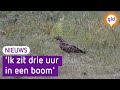 Willem zit zes uur per dag in een boom en telt wespendieven