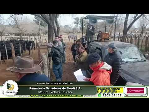 08-07-26 - Remate de Ganaderos de Elordi S.A. - Victorica, La Pampa