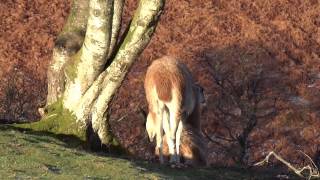 preview picture of video 'Scottish Red Deer Hind Ben Lomond Loch Lomond Scotland'