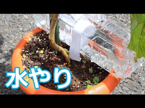 ペットボトルを使った灌漑システム トピックス