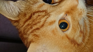 fpsやります