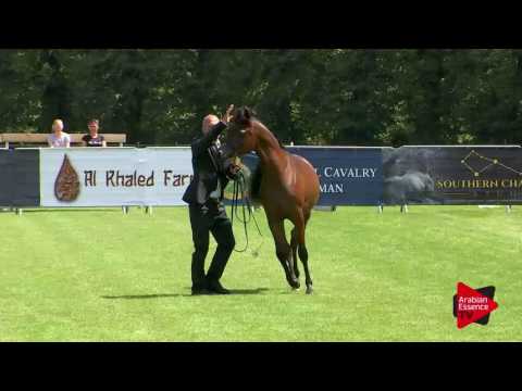 N.5 ERALDA - Chantilly 2017 World Cup - Yearling Fillies (Class 1A)