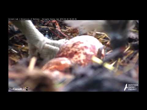 Hellgate Canyon Ospreys ~ A Nice Fish After Laying 2nd Egg, April 30, 2018
