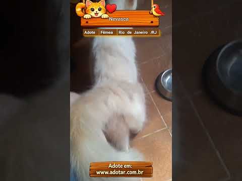 Vídeo de Nevasca