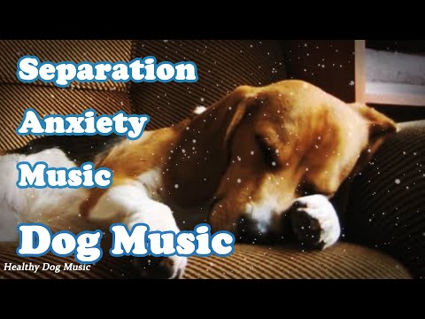 Healthy Dog Music and Tido Kang
