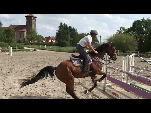 pouliniere n&eacute;e en 2007 par Allegreto 8 points pace