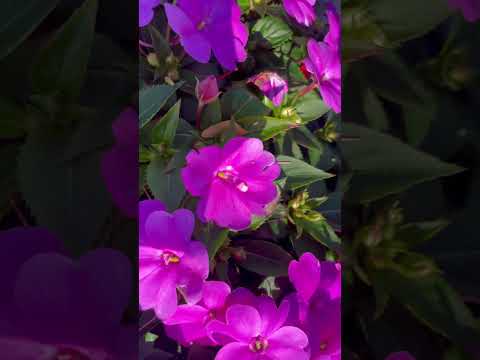 Vilma’s Flower Garden #flower #garden #viralshort