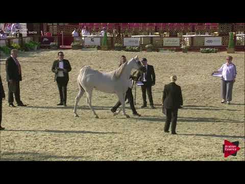 N.98 MAGNA MS - 2019 Qatar International show - Mares 4-6 Years Old (Class 7A)