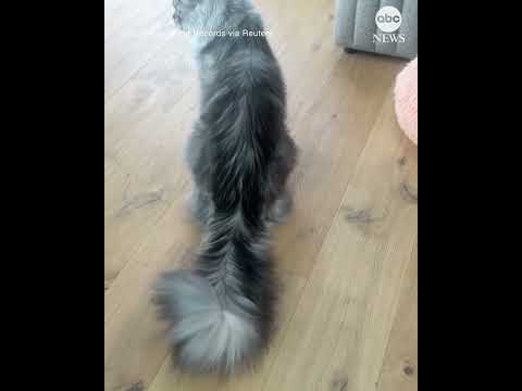 Cat sets new Guinness World Record for longest tail