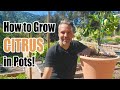 How to Grow Citrus Trees in Containers (or in the ground) // Complete Growing Guide