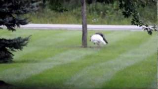 preview picture of video 'Albino Wild Turkey Green Bay, Wis.'