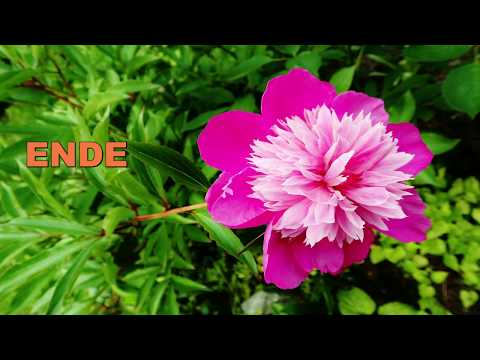 Der Lommatzscher Krautmarkt 2017