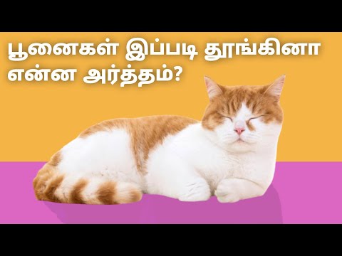 பூனைகளின் தூக்கத்திற்கும் அர்த்தம் உண்டா? | What does it mean when cats sleep like this?