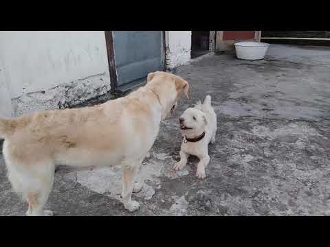 Funny scobby Labrador