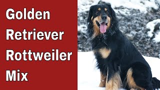 Golden Retriever Rottweiler Mix  - In Depth Guide