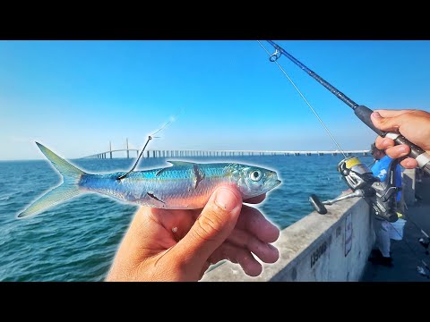 They Were SMOKING Baits off the Pier!!! Skyway Pier Fishing!