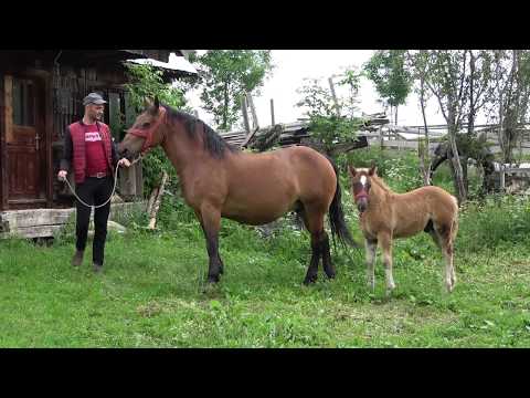 Manji din armasarul Amadeus, Finisel, Cluj - 2020 Partea a II-a