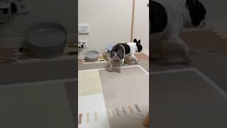 何かを察知して無言でお部屋に入ってくフレブルの背中が頼もしい😂