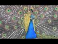 Peacock Song 