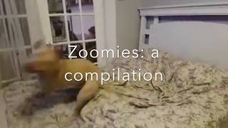 Zoomies