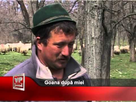 Goana după miei