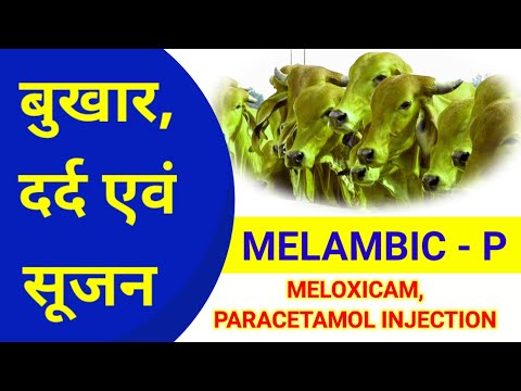 100ml Melonex-Plus Meloxicam& Paracetamol Injection