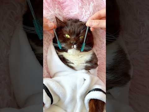 Now Grooming Time Become His Favorite Part of the Day!