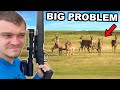 Hunting Down Overpopulated Whitetail Deer