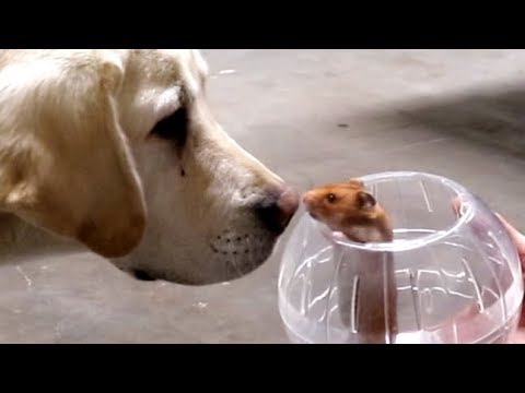 DOGS REACT TO HAMSTER!!