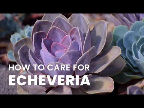 BEST TIPS | HOW TO GROW AND CARE FOR ECHEVERIA PLANT |
