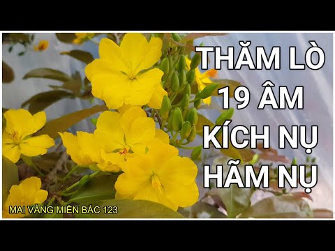 🔴 QBS2181 - THĂM LÒ Ủ NHIỆT MAI VÀNG NGÀY 19 ÂM LỊCH ĐỂ KỊP THỜI ĐIỂU CHỈNH HÃM NỤ KÍCH NỤ MAI VÀNG