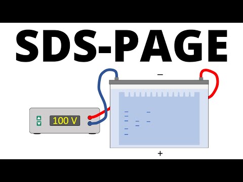 SDS-PAGE explained - Protein Separation Technique